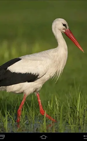 Ciconia Ciconia