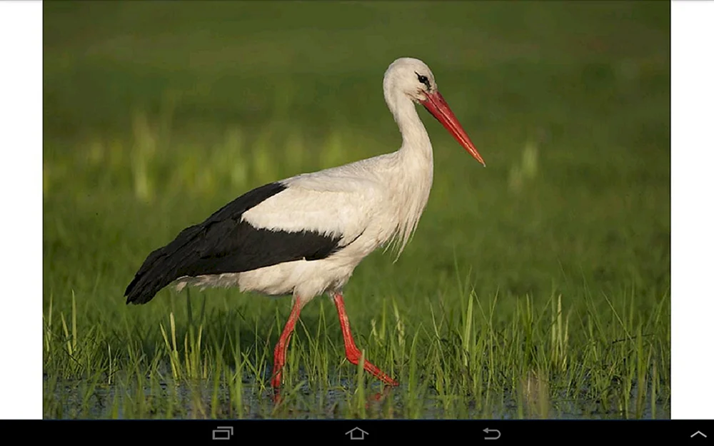 Ciconia Ciconia