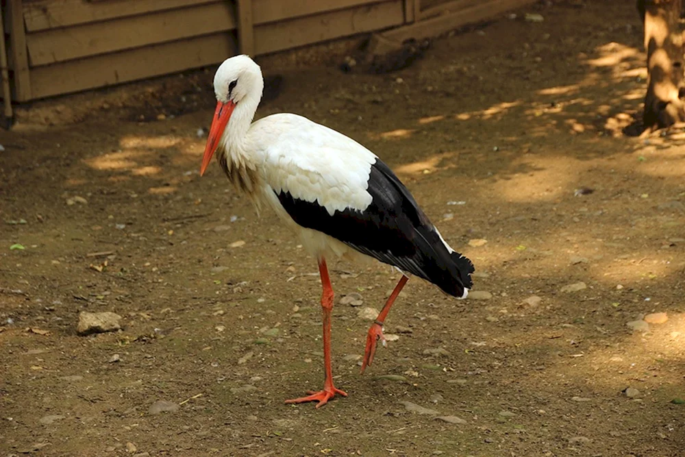 Ciconia Ciconia