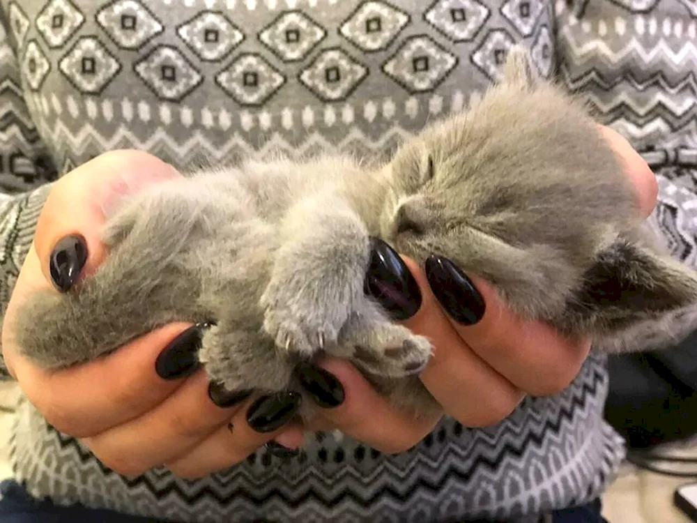 Simbachka Pimpyka