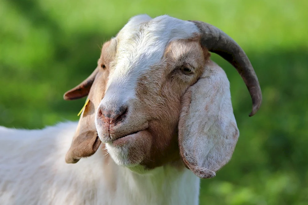 Nubische Ziege