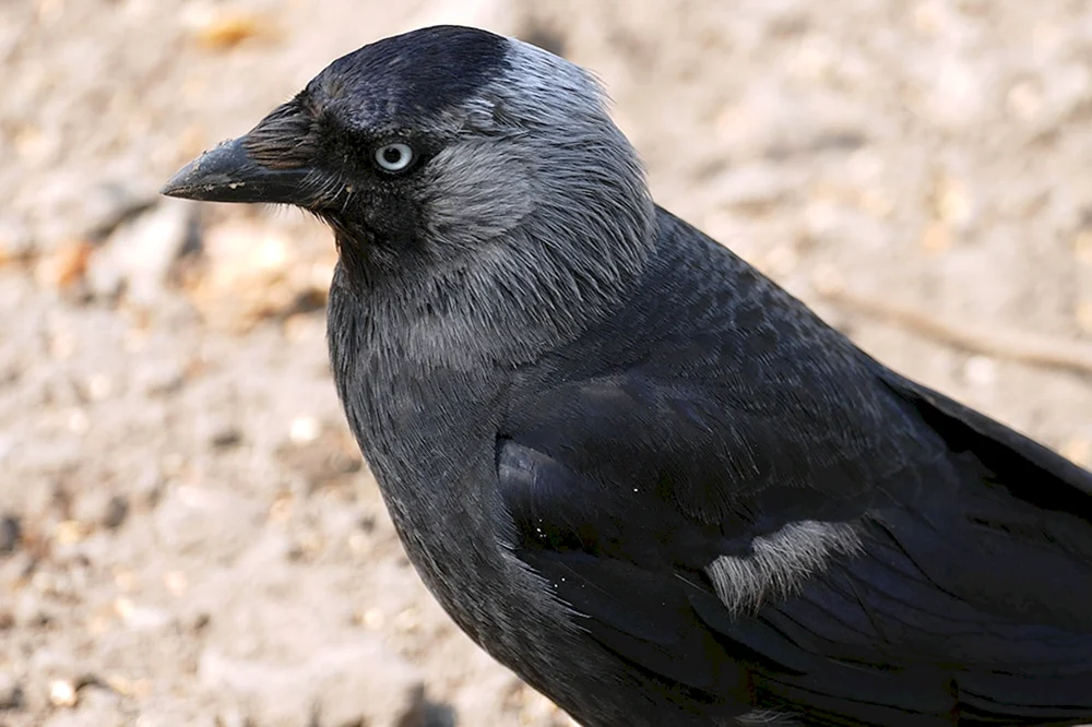 Galka Corvus monedula