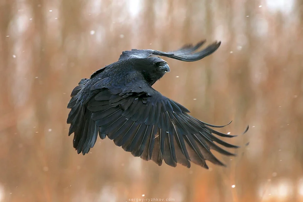 Corvus corax Vogel