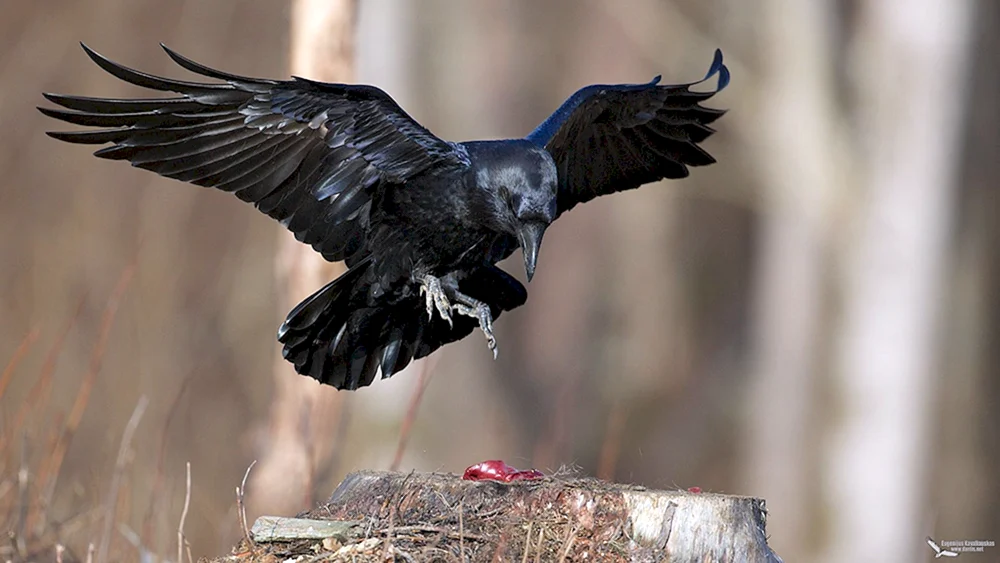 Corvus Corax Vogel