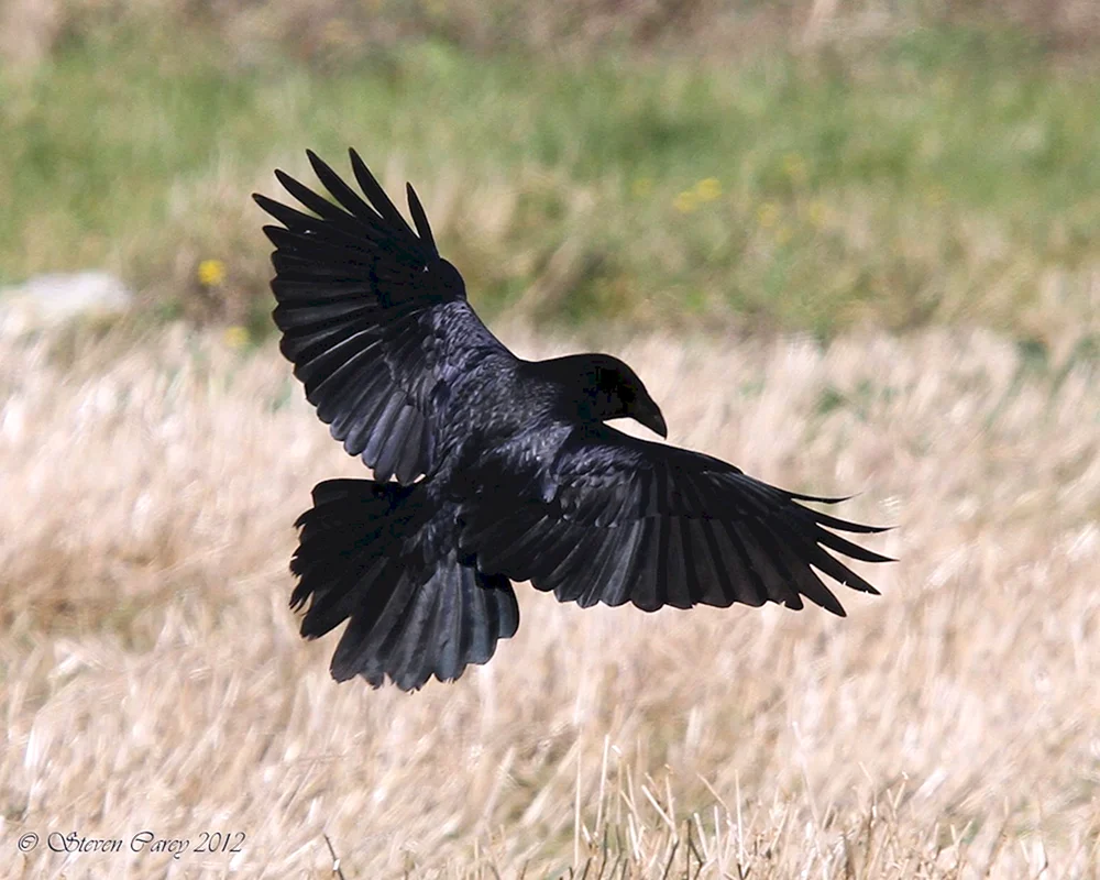 Corvus Corax Vogel