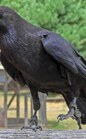 Corvus typicus