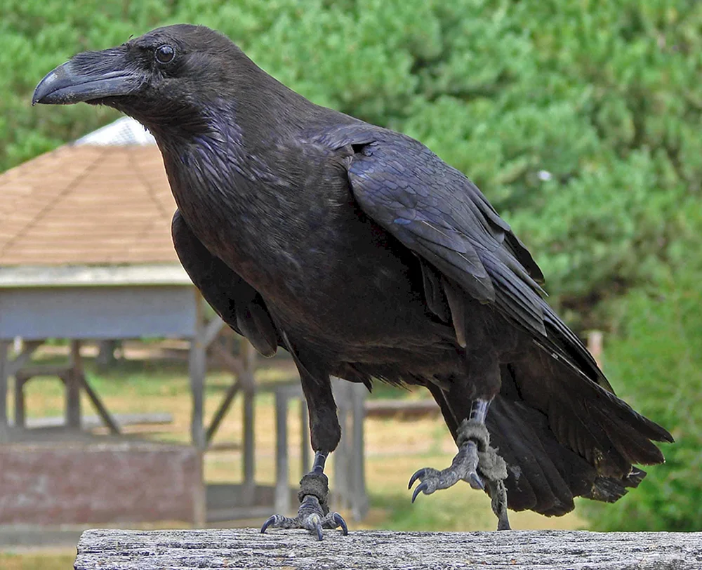 Corvus typicus