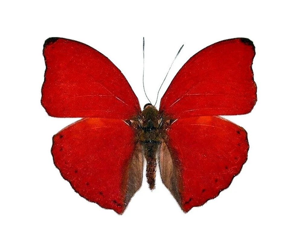 Roter Schmetterling. Schmetterling
