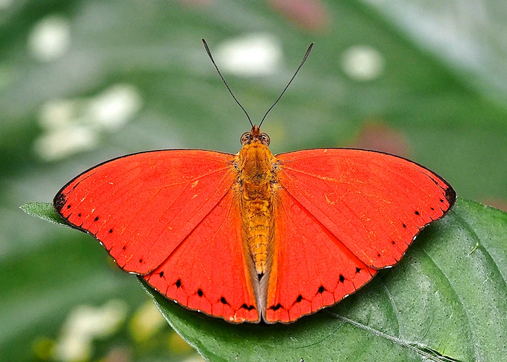 Roter Bauch Schmetterling