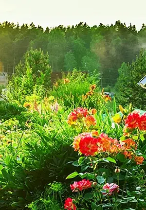 Dacha. Sommer