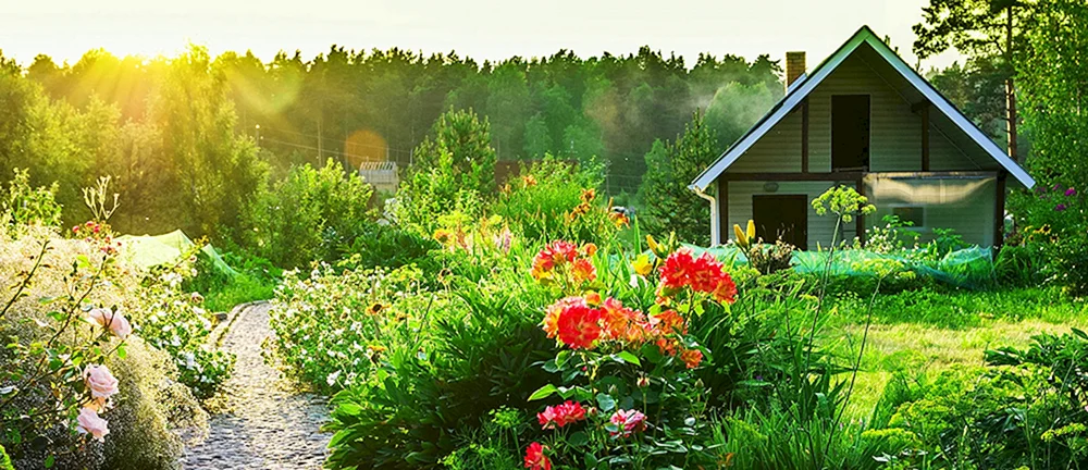 Dacha. Sommer
