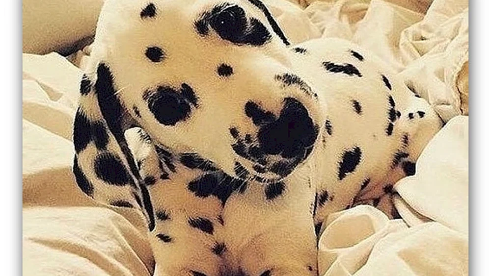 Dalniester Leopard Albino