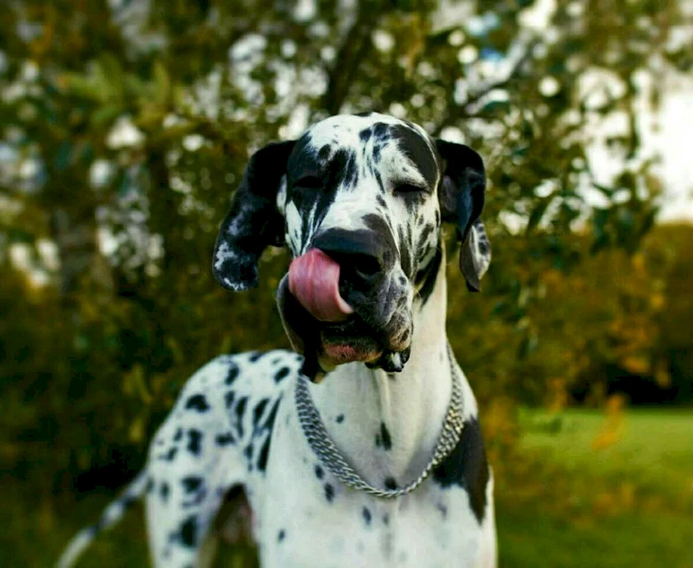 Königshund Marmoriert