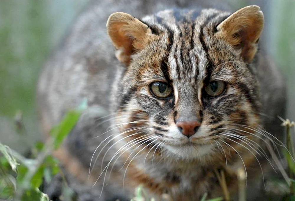 Manulkatze
