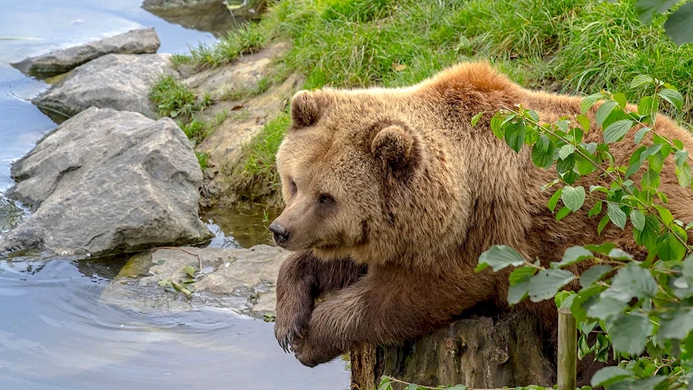 Europäischer Braunbär