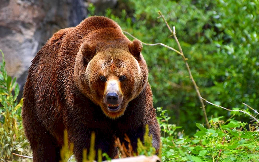 Dalniester Bär Braunbär