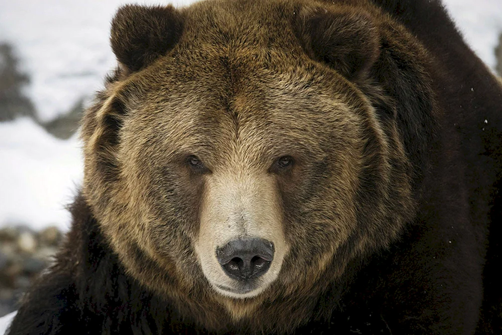Braunbär