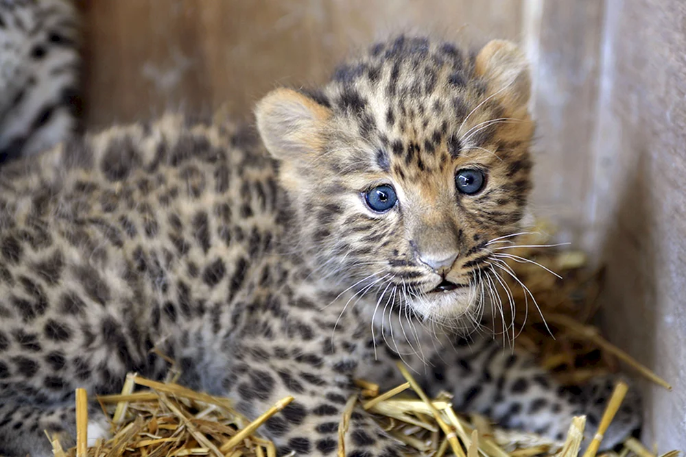 Dal Östlicher Leopard Jungtier