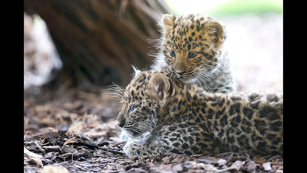 Dal Östlicher Leopard Jungtier