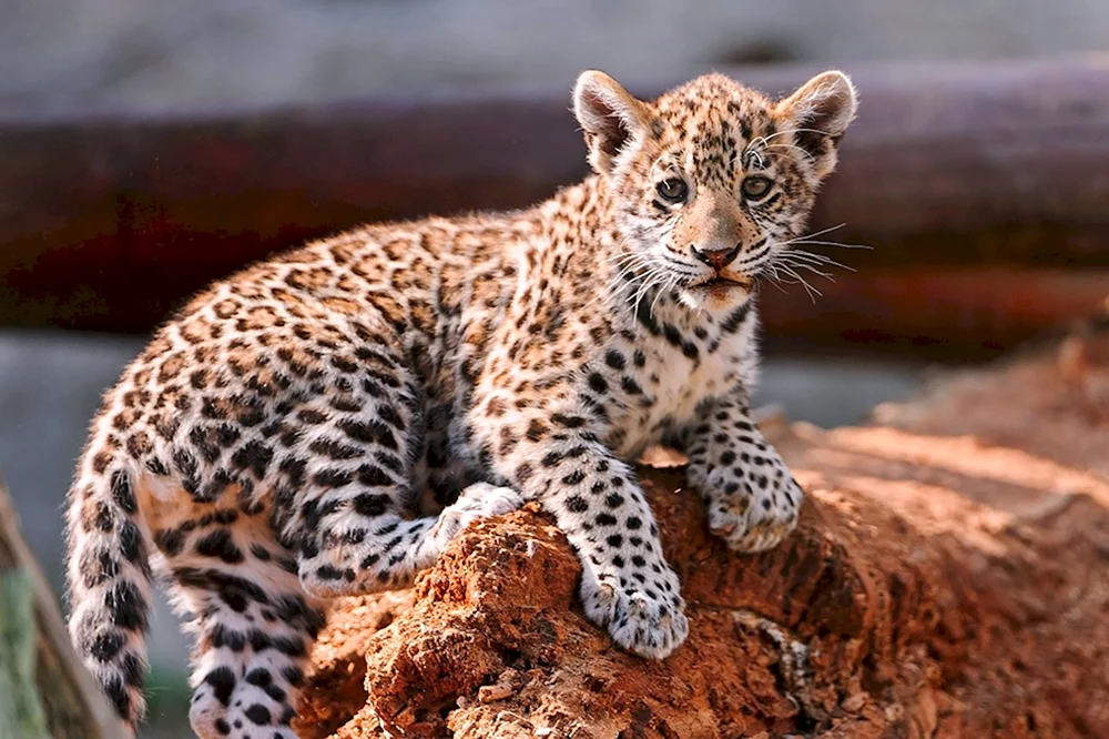 Dal Östlicher Leopard Jungtier