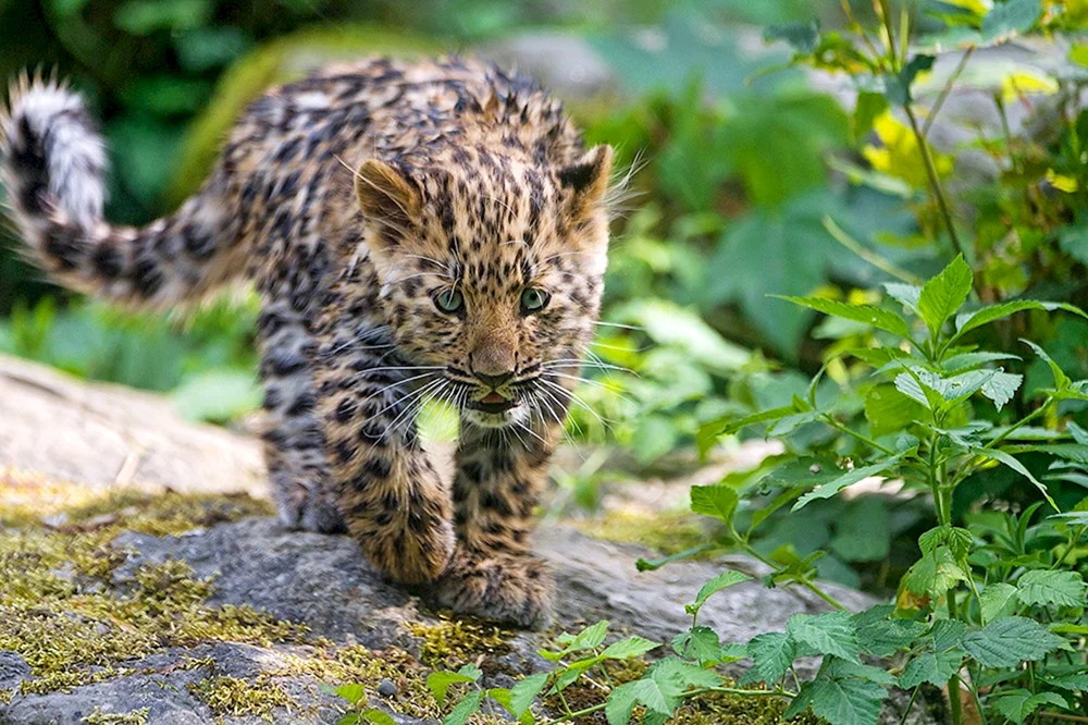 Pedesisches Leopardenjunges