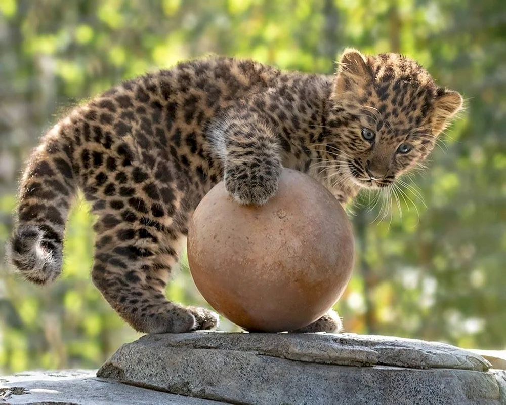 Jaguarjunges