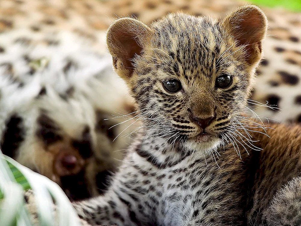 Östlicher Leopard Jungtier