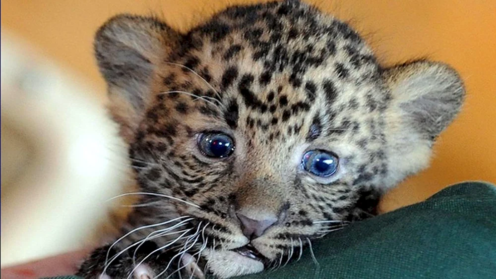 Dal Östlicher Leopard Jungtiere
