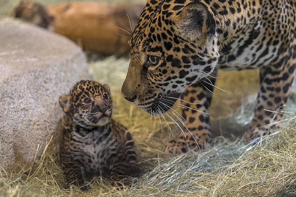 Dal Östlicher Leopard Jungtiere