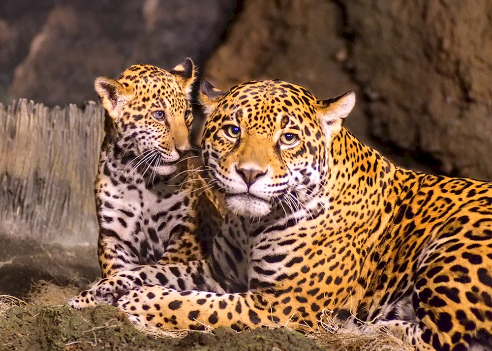 Dal Östlicher Leopard Jungtiere