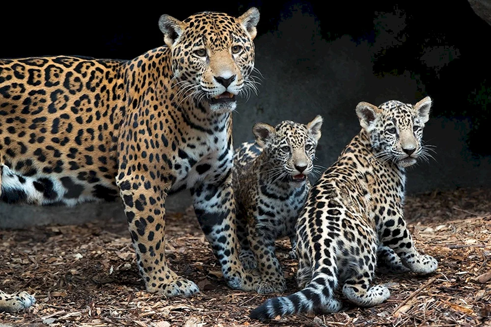 Jaguar Panthera onca
