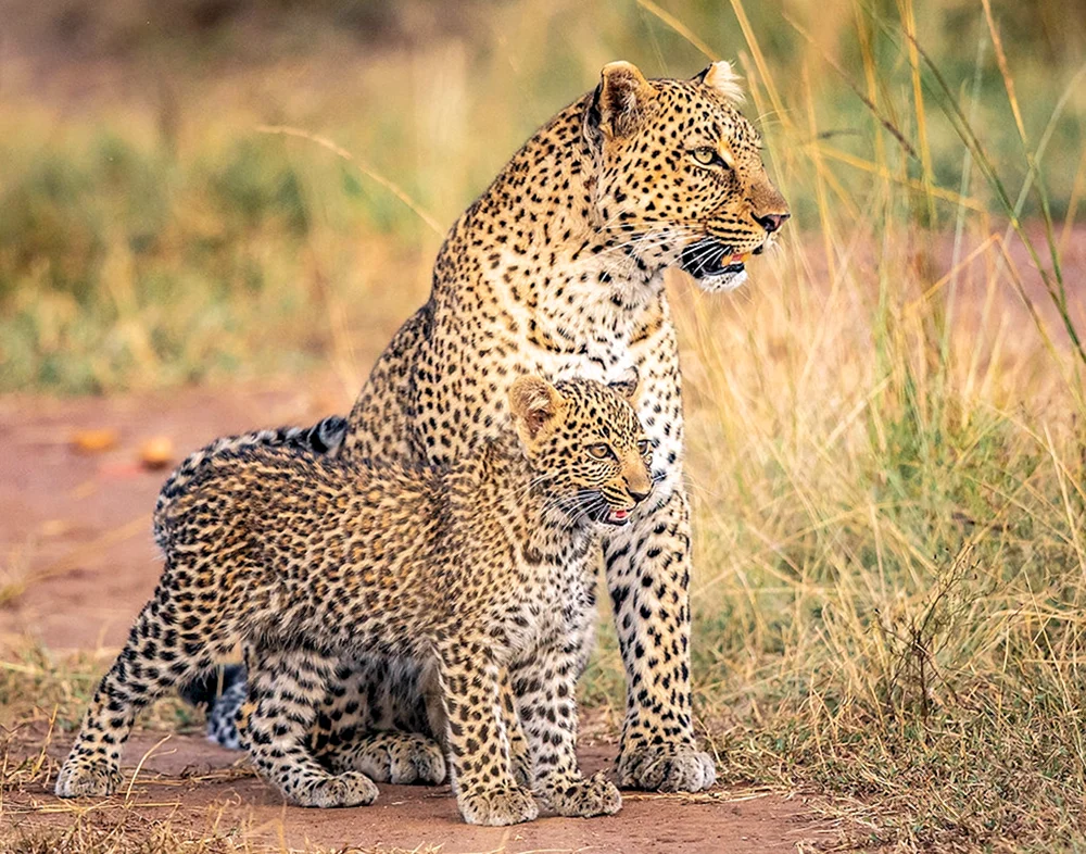 Östliches Leopardenjunges Leopardenjunge