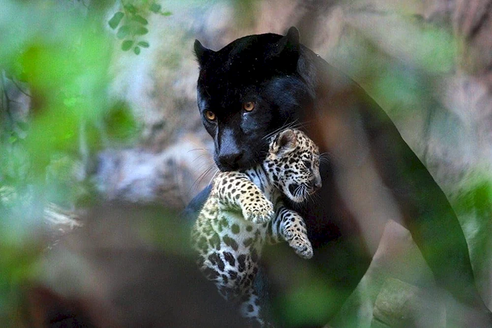 Jaguar melanist