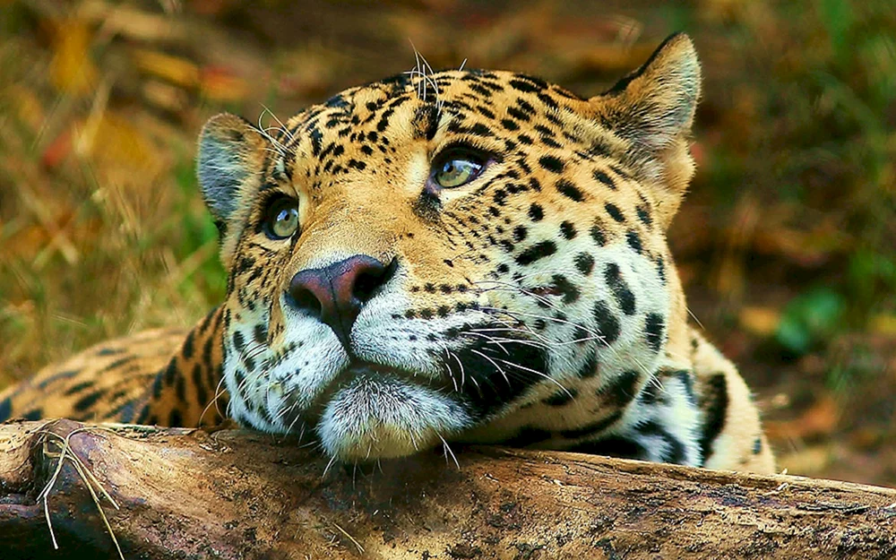 Tiger Jungtier