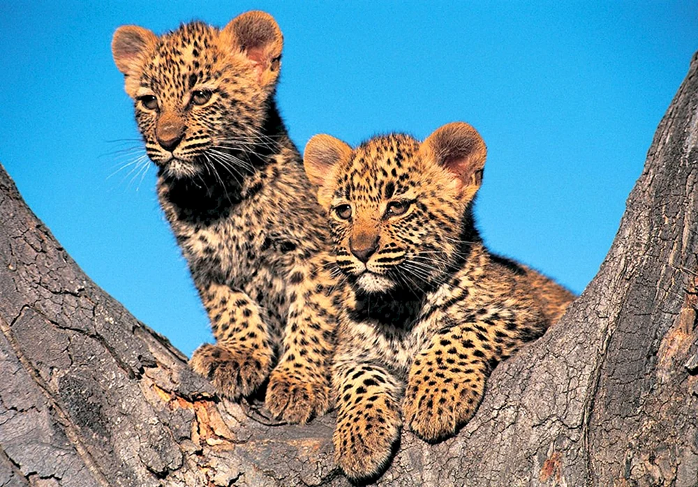Amurleopard