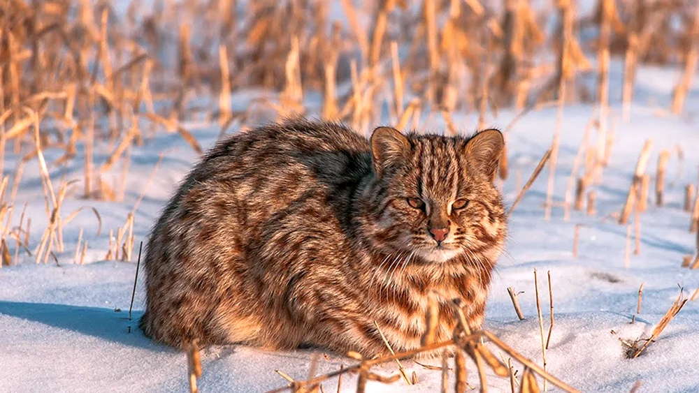 Sibirische Katze