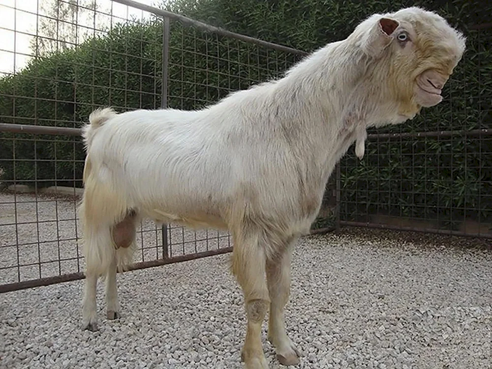 Damaszener Ziege Schami