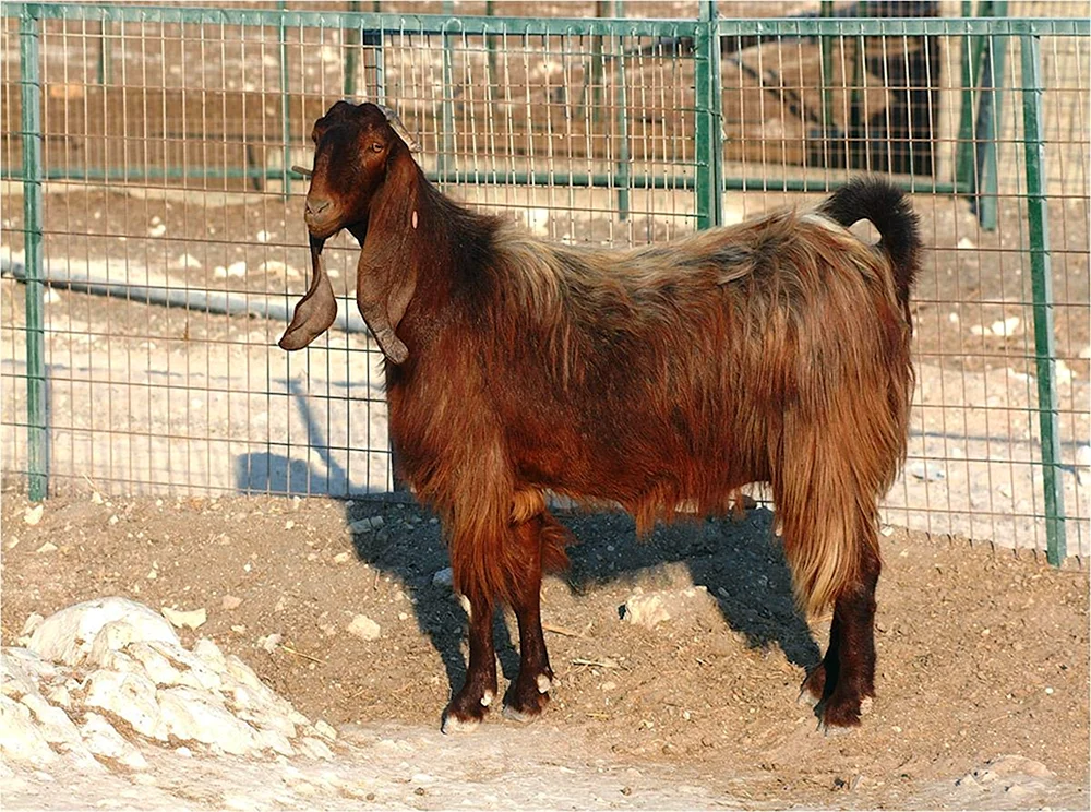 Kamori-Ziegen.