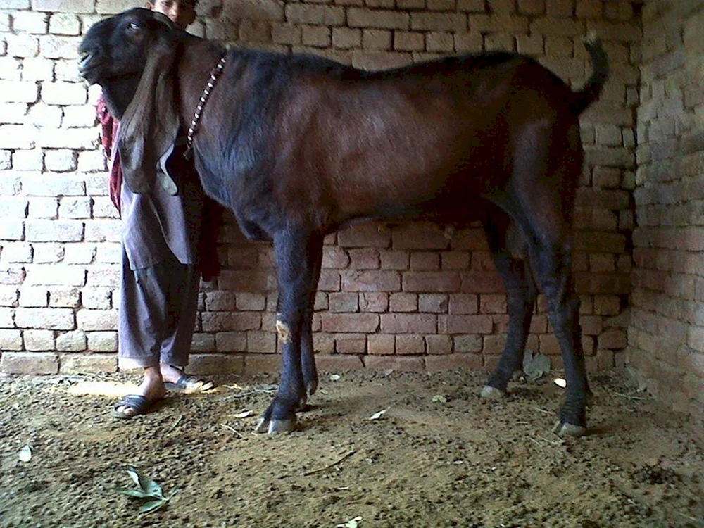 Damaskus Schami