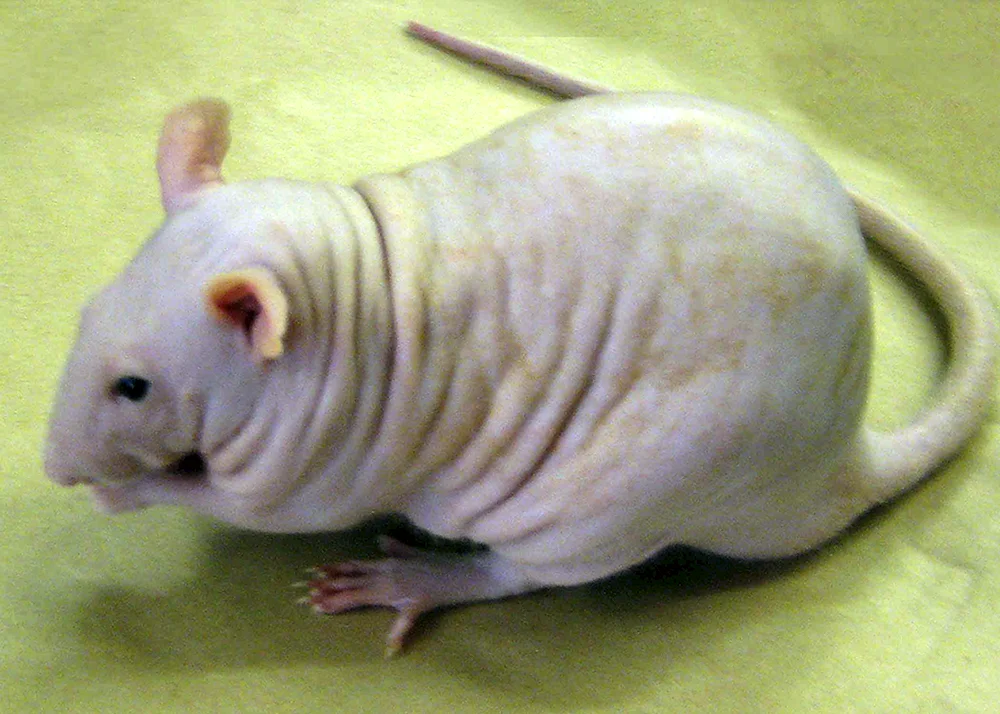 Dumbo Ratte