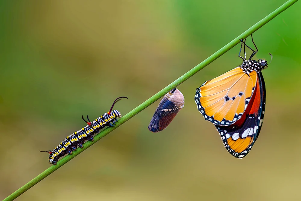 Danaida Monarch Raupe