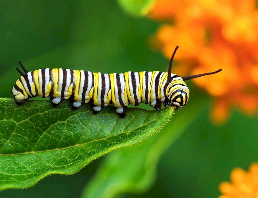 Papilio Troilus Raupe