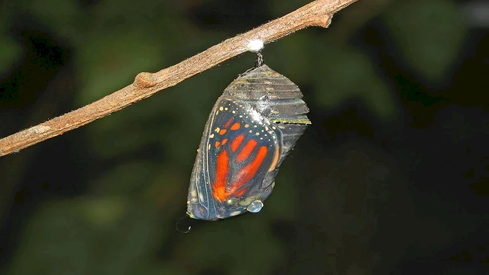 Con Schmetterling Puppe Schmetterling