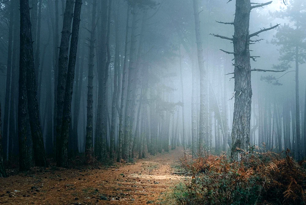 Der Schwarzwald im Nebel