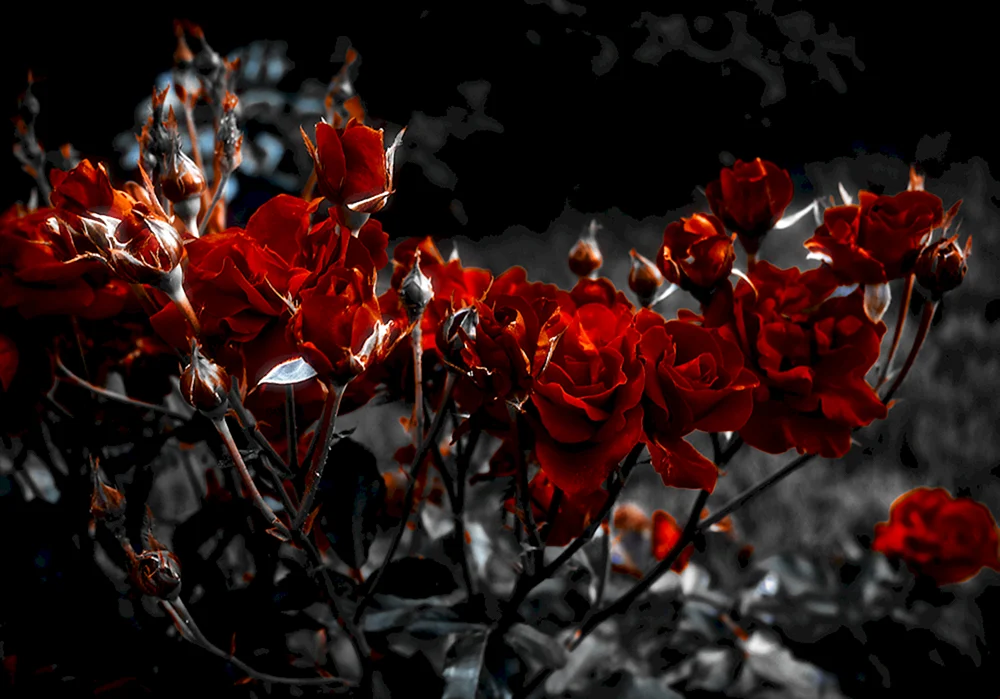 Dunkle Rose Aesthetica