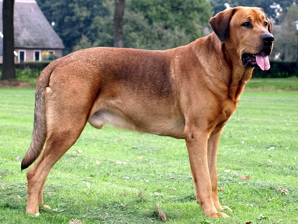 Dänischer Brocholmer
