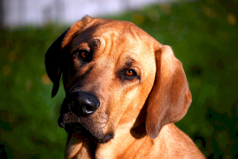 Borderhound