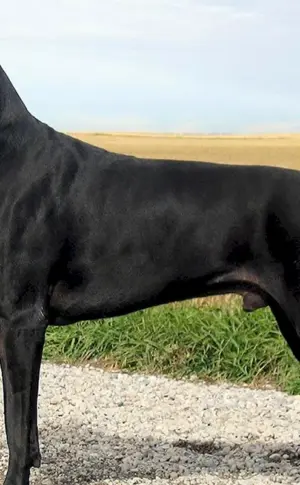 Dänische Gibson Dogge