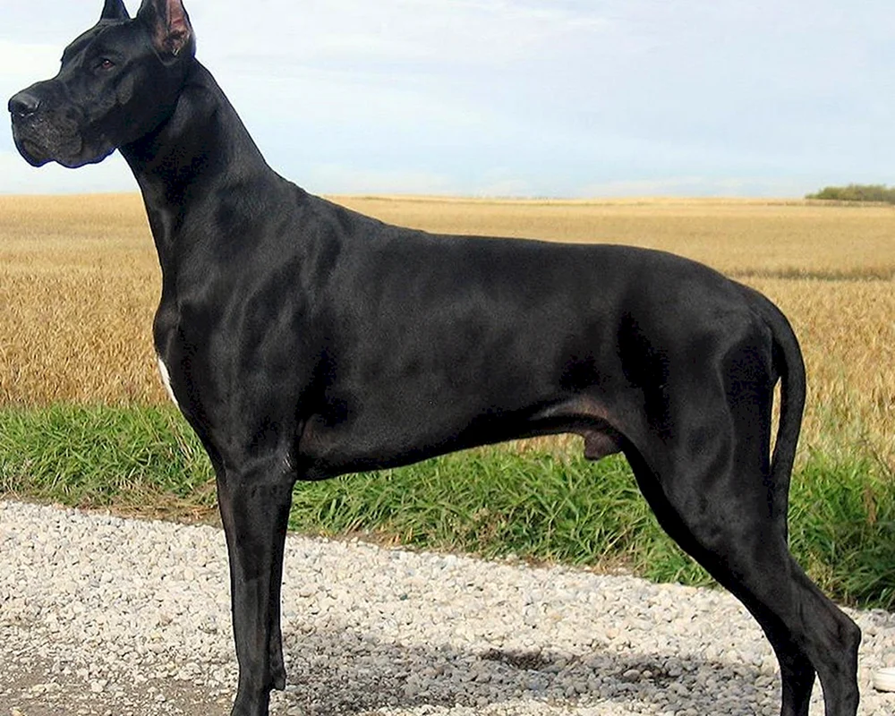Dänische Gibson Dogge