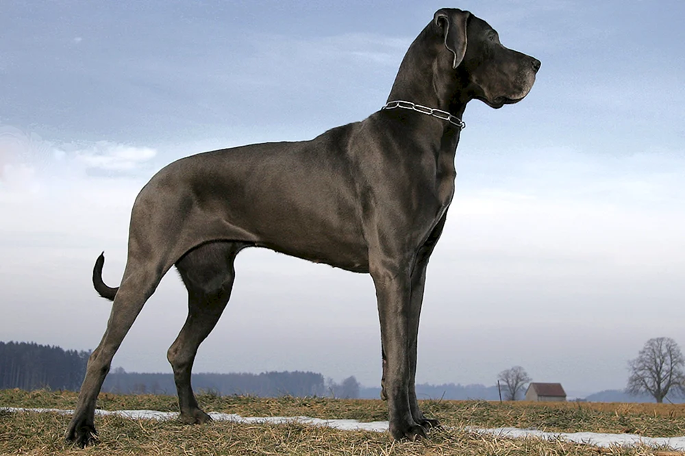Zucht Königlicher Hund